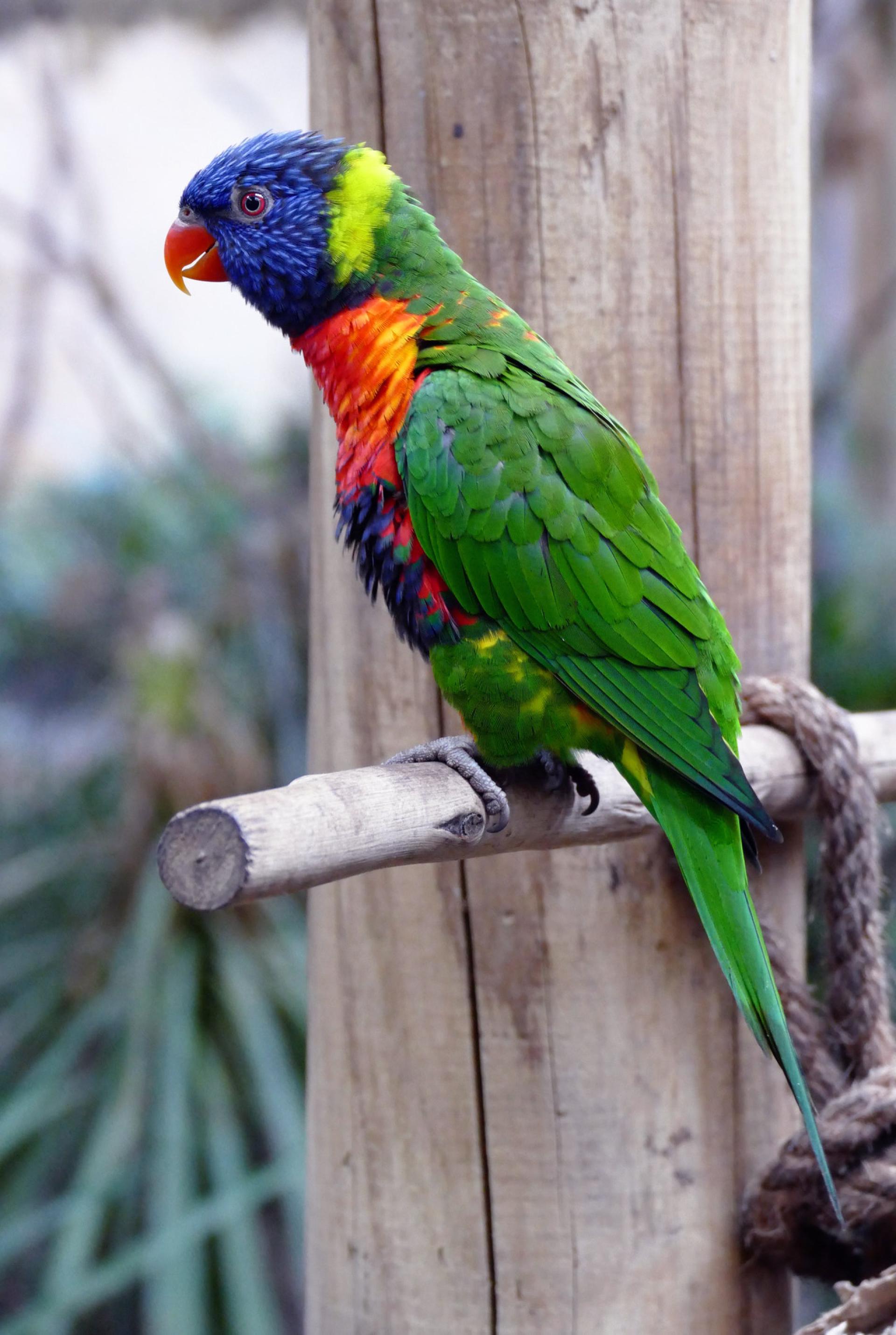 Nutteloos accumuleren binden De perfecte papegaaienvolière maken met gaas | Van Rooy & Co's  Draadproducten B.V.